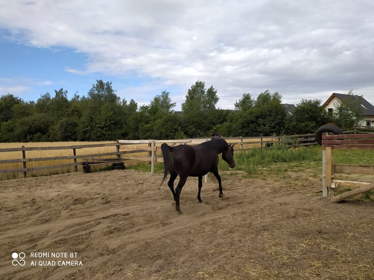 Vollblutaraber Hengst 2 Jahre 155 cm Schwarzbrauner in Rad&#x142;&#xF3;w