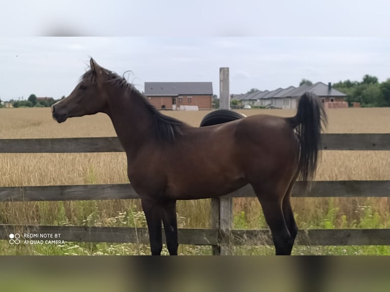 Vollblutaraber Hengst 2 Jahre 155 cm Schwarzbrauner in Rad&#x142;&#xF3;w