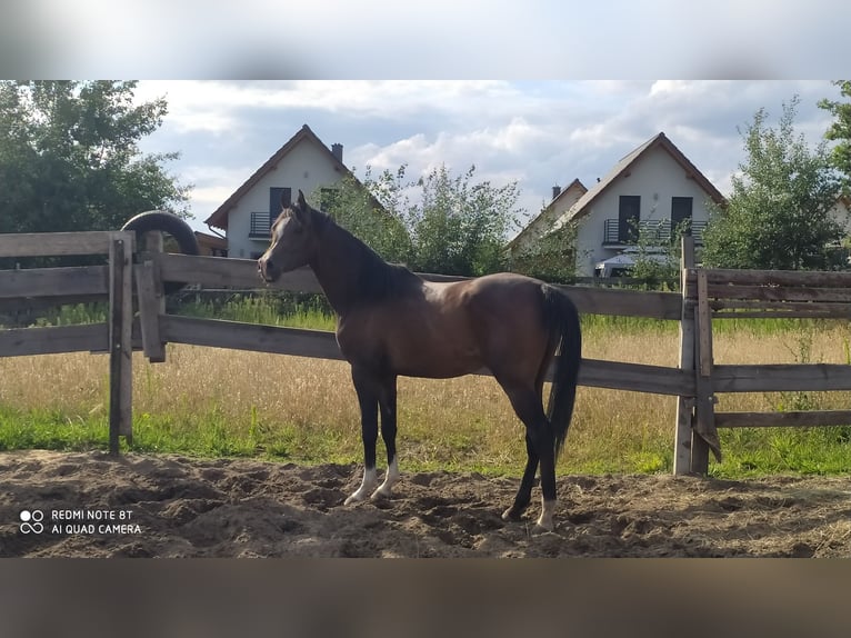 Vollblutaraber Hengst 2 Jahre 155 cm Schwarzbrauner in Rad&#x142;&#xF3;w