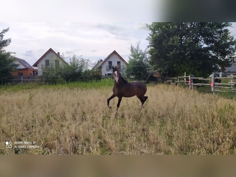 Vollblutaraber Hengst 2 Jahre 155 cm Schwarzbrauner in Rad&#x142;&#xF3;w
