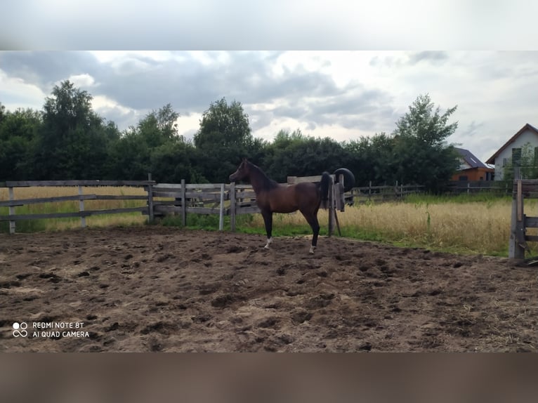 Vollblutaraber Hengst 2 Jahre 155 cm Schwarzbrauner in Rad&#x142;&#xF3;w