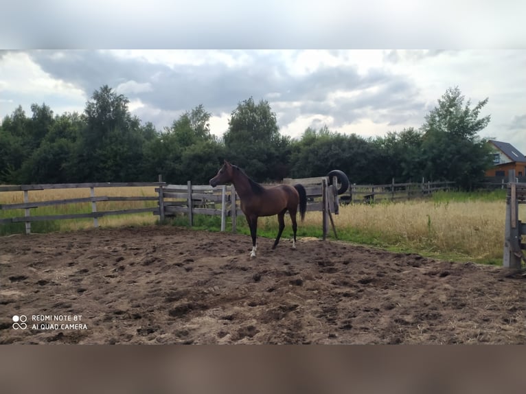 Vollblutaraber Hengst 2 Jahre 155 cm Schwarzbrauner in Rad&#x142;&#xF3;w