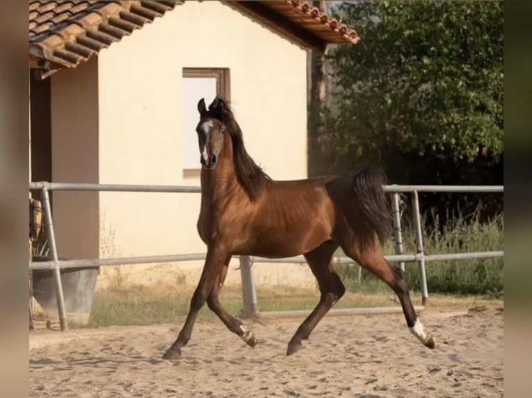 Vollblutaraber Hengst 2 Jahre 156 cm Rotbrauner in Avdira , Xanthi