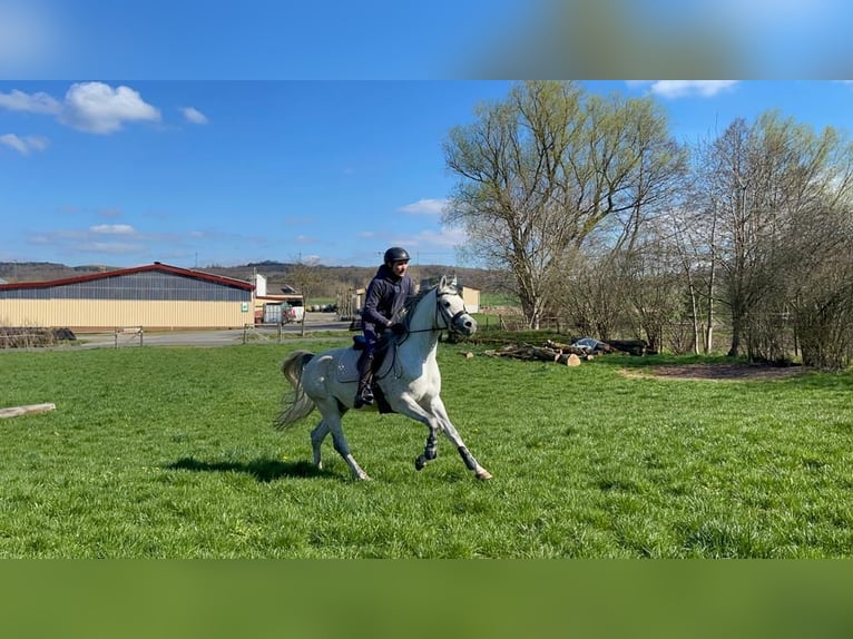 Vollblutaraber Hengst 2 Jahre 158 cm Schimmel in Gemünden (Felda)