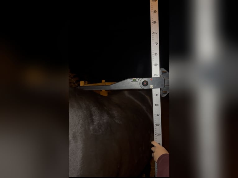 Vollblutaraber Hengst 2 Jahre 159 cm Rappe in Santok