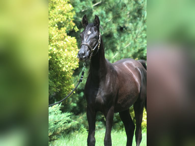 Vollblutaraber Hengst 2 Jahre 159 cm Rappe in Santok