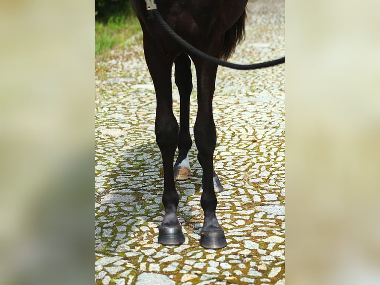 Vollblutaraber Hengst 2 Jahre 159 cm Rappe in Santok