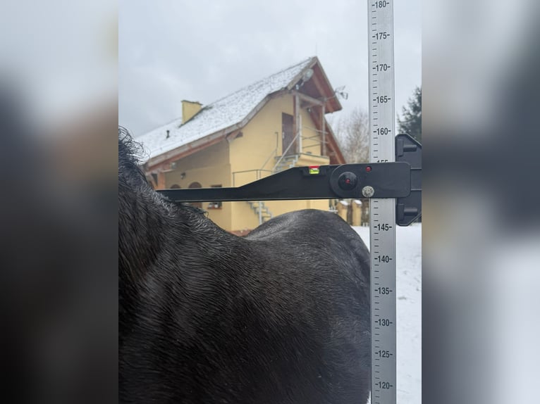 Vollblutaraber Hengst 2 Jahre 159 cm Rappe in Santok