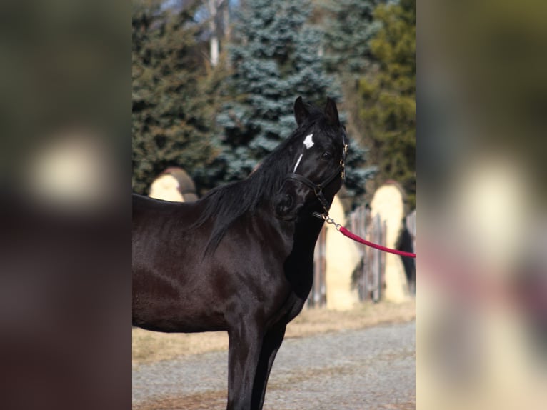 Vollblutaraber Hengst 2 Jahre 159 cm Rappe in Santok