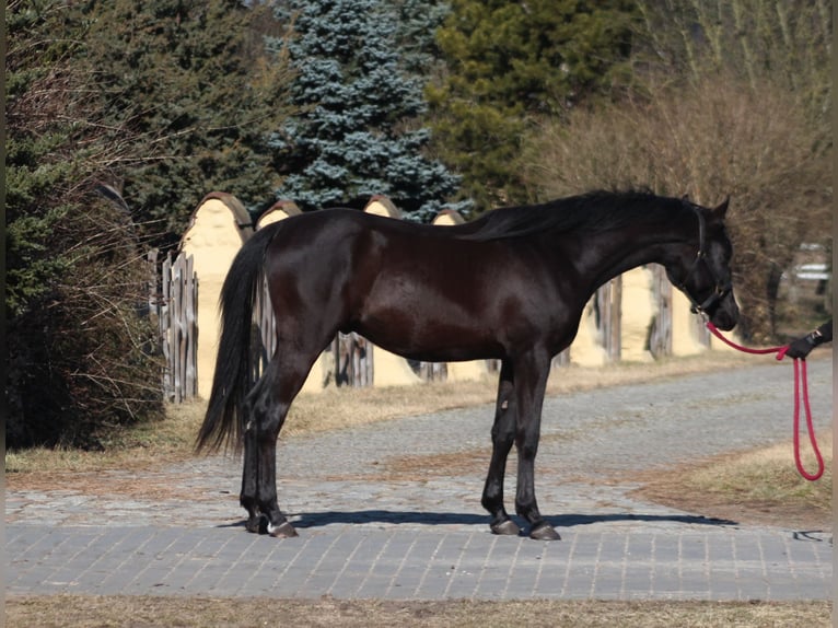 Vollblutaraber Hengst 2 Jahre 159 cm Rappe in Santok