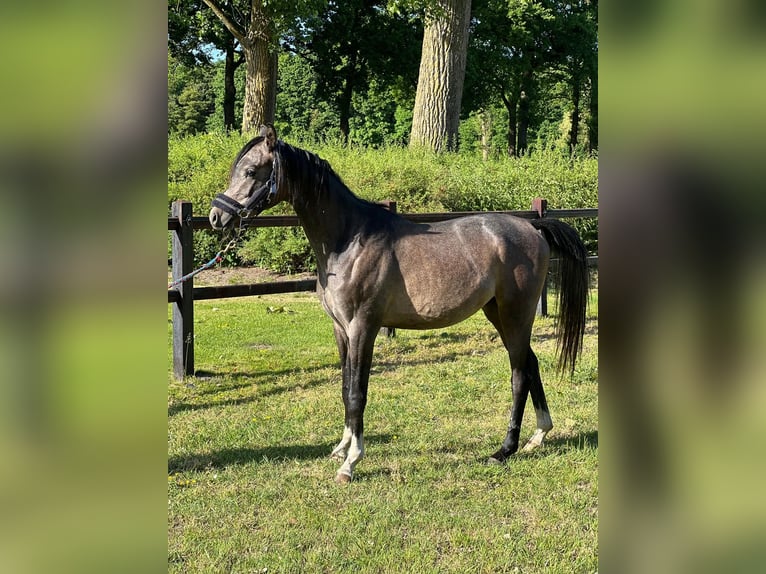 Vollblutaraber Hengst 2 Jahre Schimmel in Turnhout
