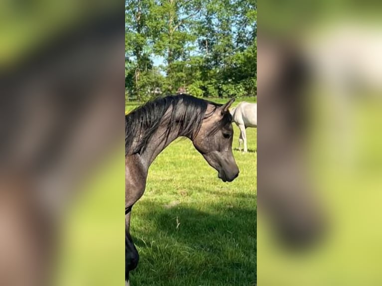 Vollblutaraber Hengst 2 Jahre Schimmel in Turnhout