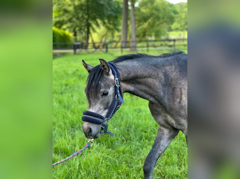 Vollblutaraber Hengst 2 Jahre Schimmel in Turnhout