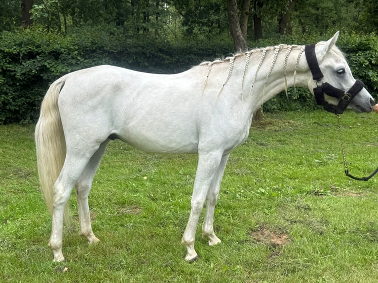 Vollblutaraber Hengst 2 Jahre Schimmel in Bergen L