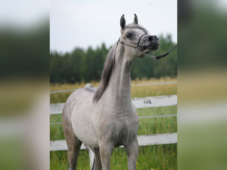 Vollblutaraber Hengst 2 Jahre Schimmel in Wola Rz&#x119;dzi&#x144;ska