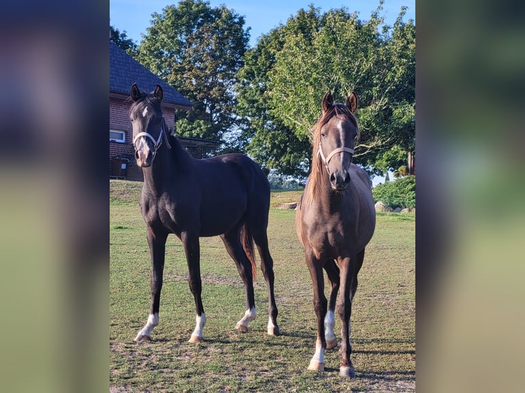 Vollblutaraber Hengst 3 Jahre 144 cm Schwarzbrauner in Lubiszyn
