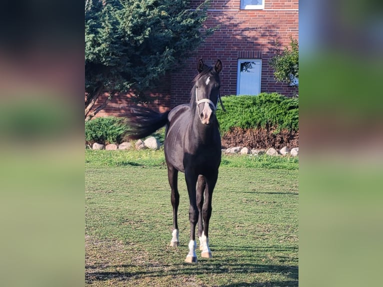 Vollblutaraber Hengst 3 Jahre 144 cm Schwarzbrauner in Lubiszyn