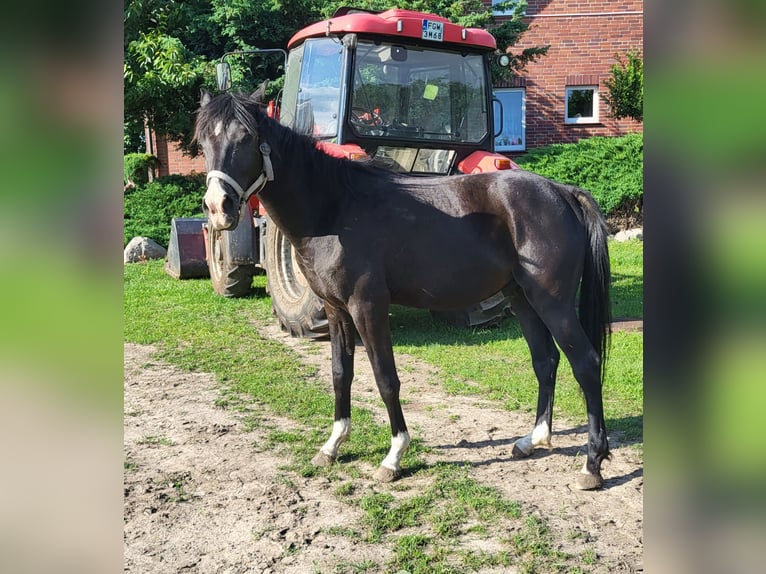 Vollblutaraber Hengst 3 Jahre 144 cm Schwarzbrauner in Lubiszyn