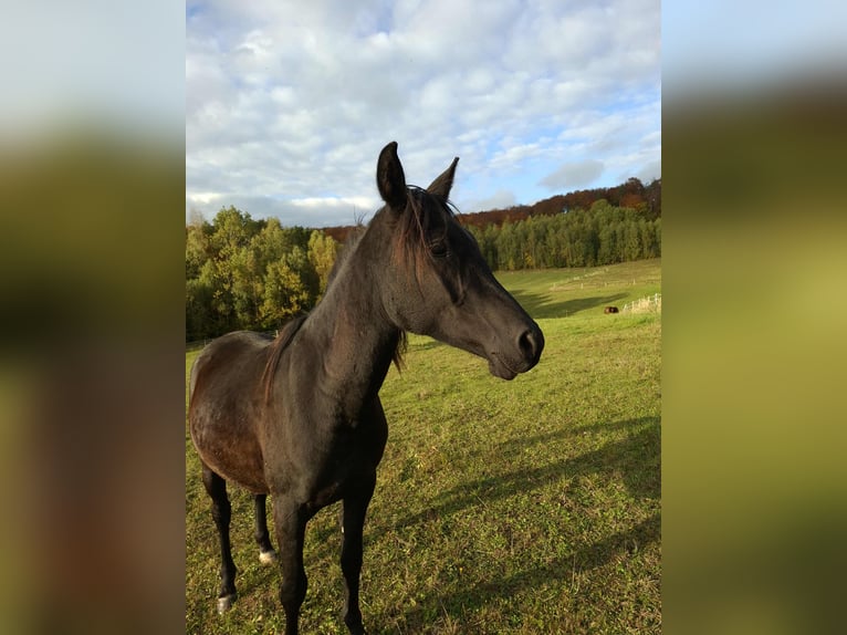 Vollblutaraber Hengst 3 Jahre 145 cm Rappe in Grabownica Starzeńska