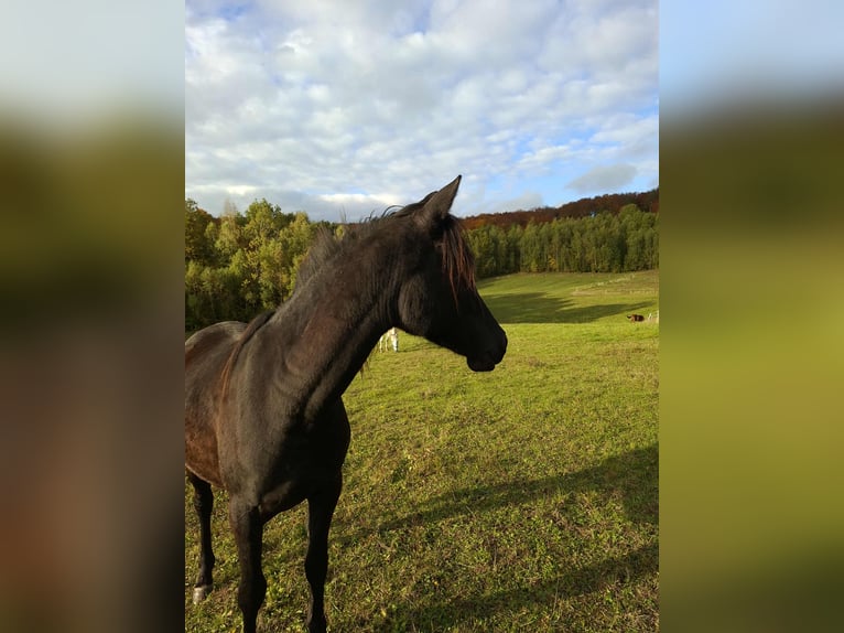 Vollblutaraber Hengst 3 Jahre 145 cm Rappe in Grabownica Starzeńska