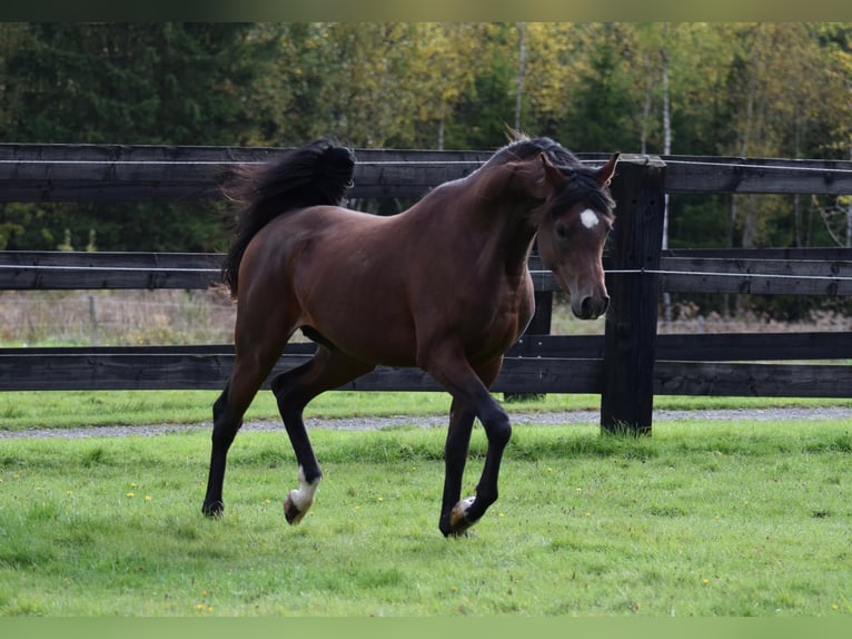 Vollblutaraber Hengst 3 Jahre 150 cm Brauner in Stavelot
