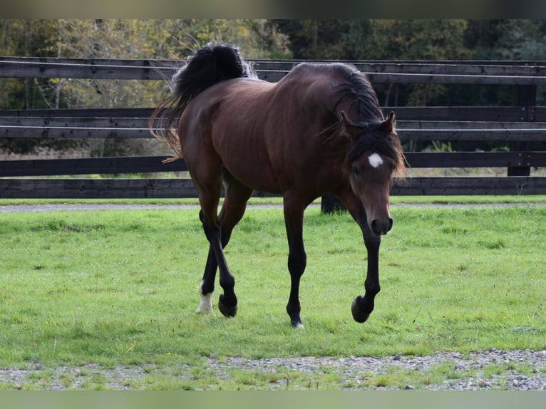 Vollblutaraber Hengst 3 Jahre 150 cm Brauner in Stavelot