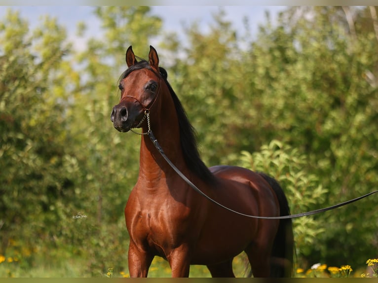Vollblutaraber Hengst 3 Jahre 153 cm Brauner in Lodz