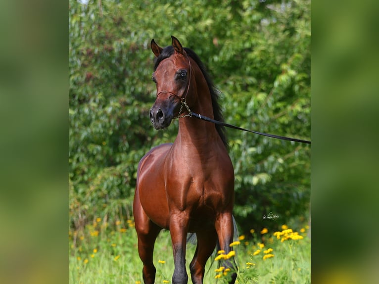 Vollblutaraber Hengst 3 Jahre 153 cm Brauner in Lodz