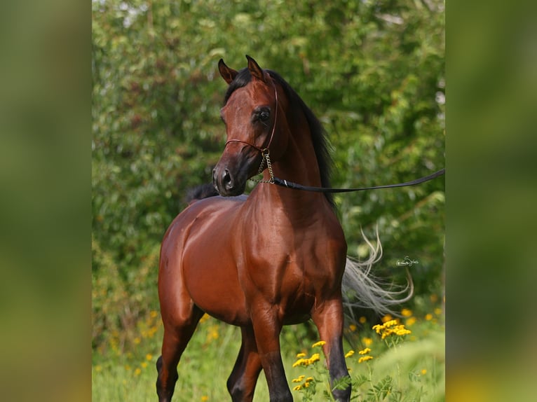 Vollblutaraber Hengst 3 Jahre 153 cm Brauner in Lodz