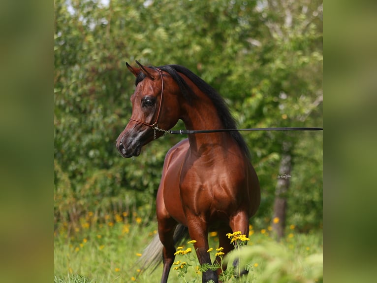 Vollblutaraber Hengst 3 Jahre 153 cm Brauner in Lodz
