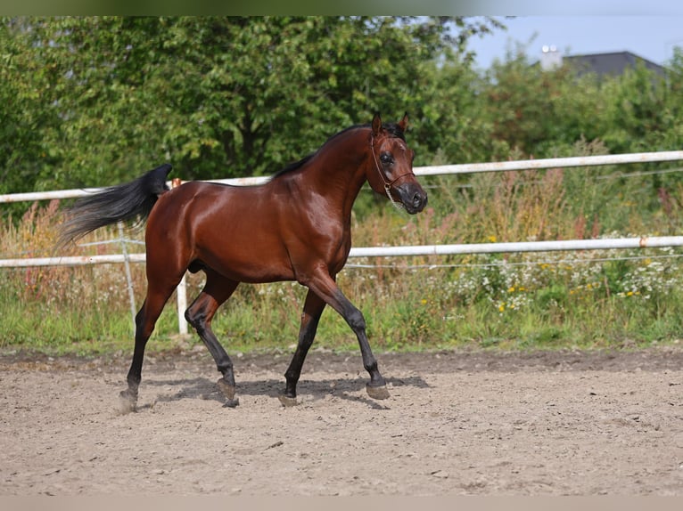 Vollblutaraber Hengst 3 Jahre 153 cm Brauner in Lodz