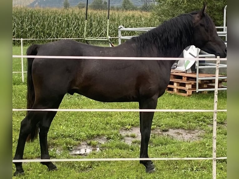 Vollblutaraber Hengst 3 Jahre 153 cm Rappe in Kramsach