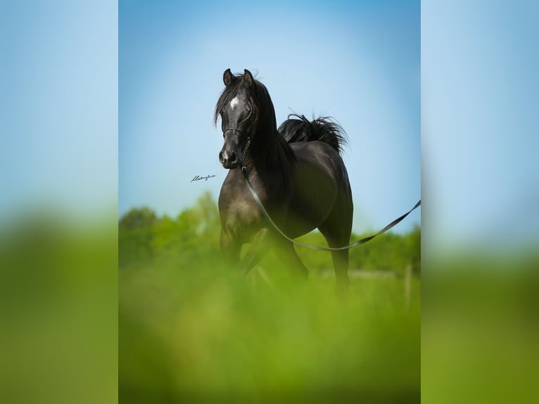 Vollblutaraber Hengst 3 Jahre 153 cm Rappe in Krajna Polana