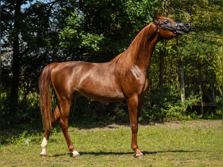 Vollblutaraber Hengst 3 Jahre 154 cm Fuchs in Wrocław