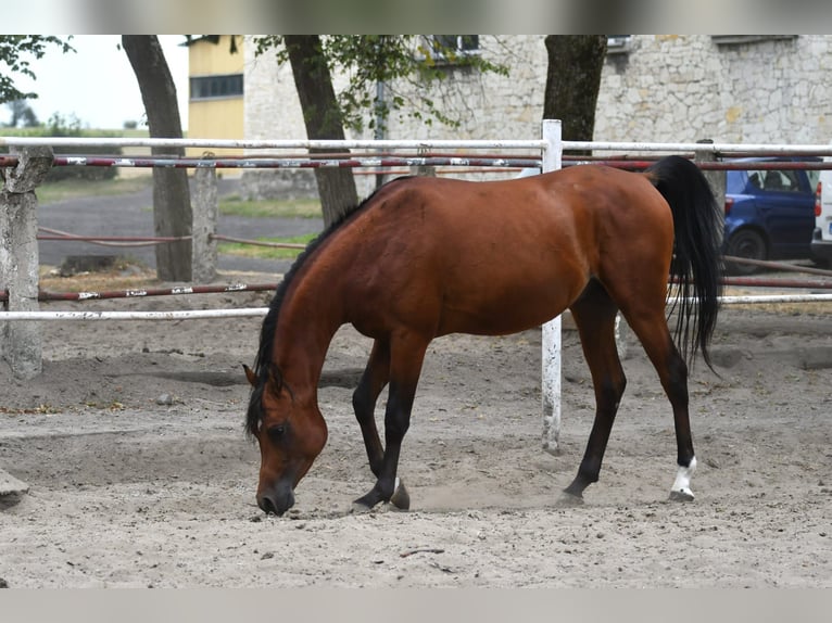 Vollblutaraber Hengst 3 Jahre 154 cm Rotbrauner in Małochwiej Duży