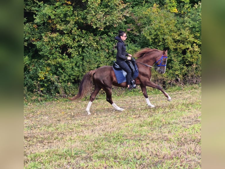 Vollblutaraber Hengst 3 Jahre 155 cm Dunkelfuchs in Pokrzywnica