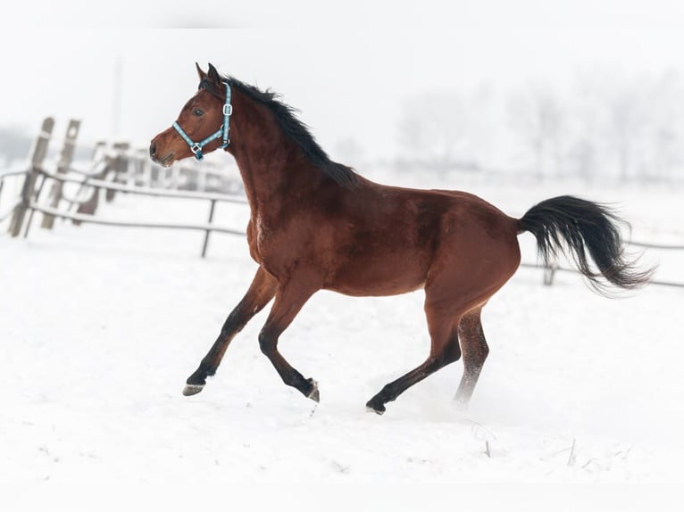 Vollblutaraber Hengst 3 Jahre 156 cm Brauner in Kurozwęki