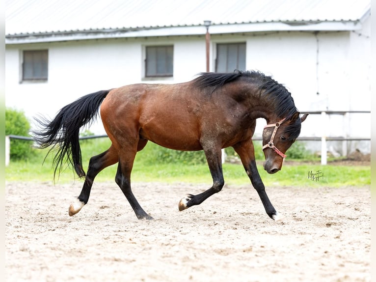 Vollblutaraber Hengst 3 Jahre 156 cm Dunkelbrauner in Kurozweki