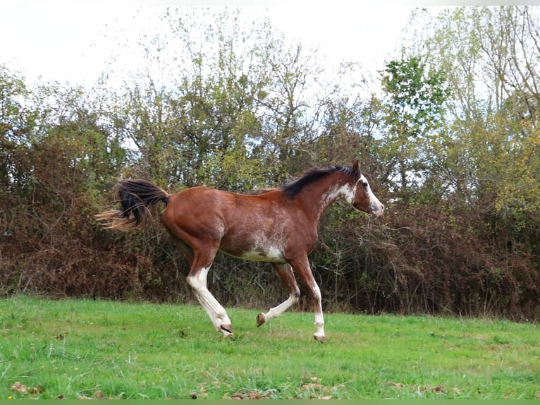 Vollblutaraber Hengst 3 Jahre 159 cm Sabino in goven