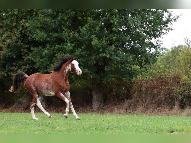 Vollblutaraber Hengst 3 Jahre 159 cm Sabino in goven