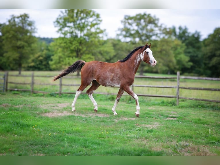 Vollblutaraber Hengst 3 Jahre 159 cm Sabino in goven