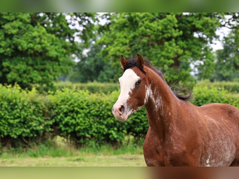 Vollblutaraber Hengst 3 Jahre 159 cm Sabino in goven