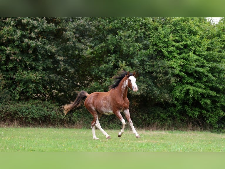 Vollblutaraber Hengst 3 Jahre 159 cm Sabino in goven