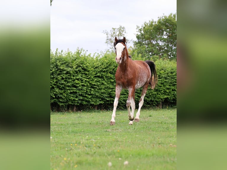 Vollblutaraber Hengst 3 Jahre 159 cm Sabino in goven