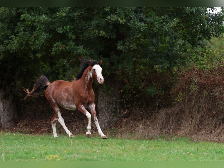 Vollblutaraber Hengst 3 Jahre 159 cm Sabino in goven