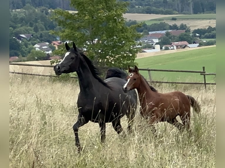 Vollblutaraber Hengst 3 Jahre Brauner in Tiefenbach