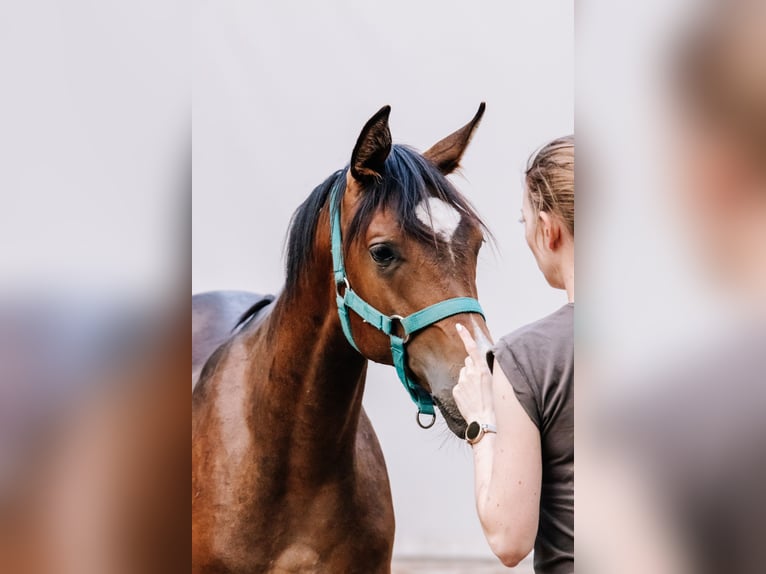 Vollblutaraber Hengst 3 Jahre Dunkelbrauner in Stropieszyn