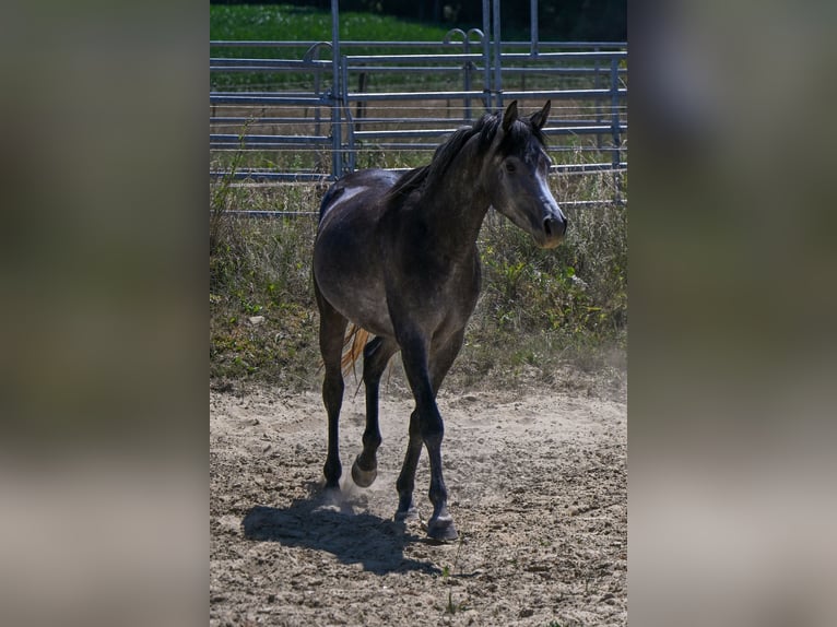Vollblutaraber Hengst 3 Jahre Rappschimmel in Wain