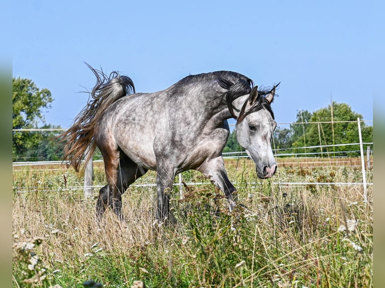 Vollblutaraber Hengst 3 Jahre Schimmel in Halinów