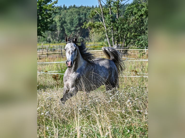 Vollblutaraber Hengst 3 Jahre Schimmel in Halinów